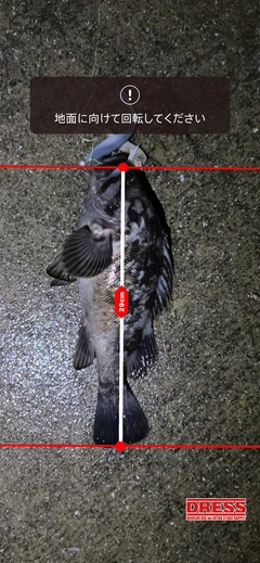 クロソイの釣果