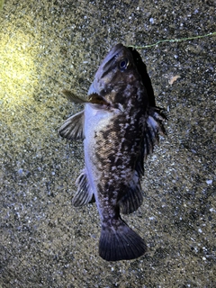 クロソイの釣果