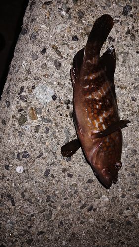 アコウの釣果