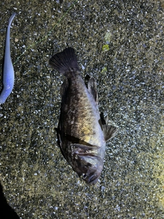クロソイの釣果