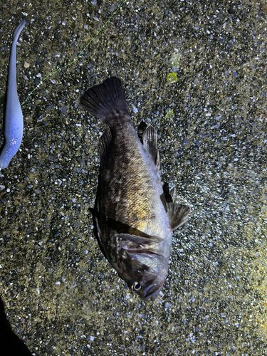 クロソイの釣果