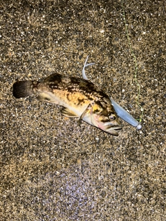 クロソイの釣果