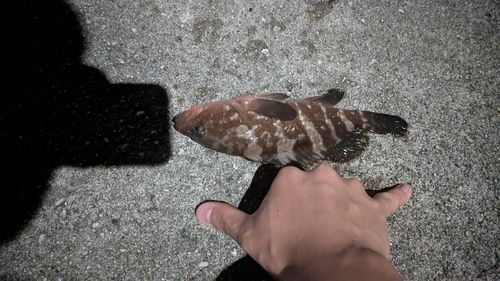 アコウの釣果