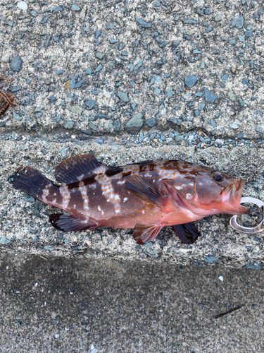 アコウの釣果