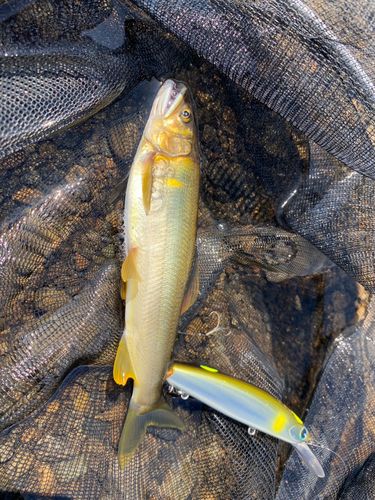 アユの釣果
