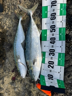 ブリの釣果