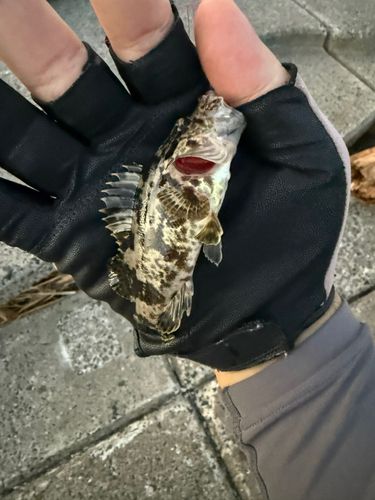 タケノコメバルの釣果