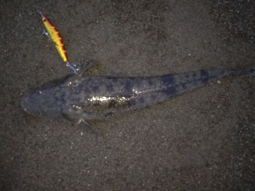 マゴチの釣果