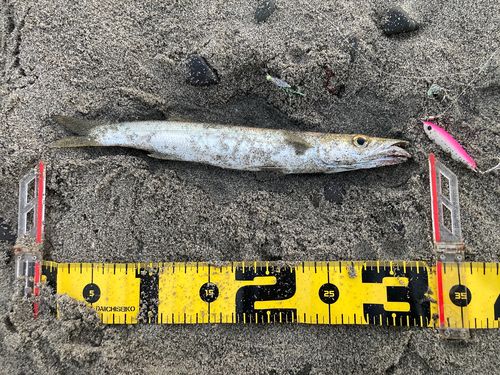 カマスの釣果