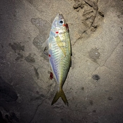 マアジの釣果