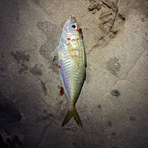マアジの釣果