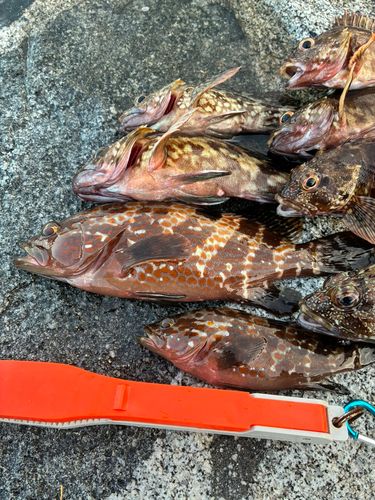 アコウの釣果