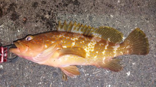 キジハタの釣果