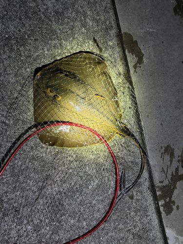 アカエイの釣果