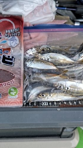 アジの釣果