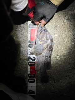 クロソイの釣果