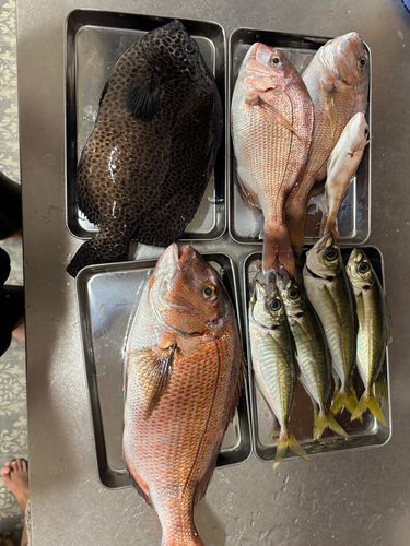 イシガキダイの釣果