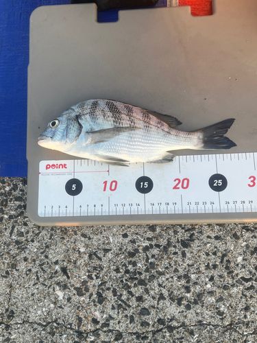 メイタの釣果