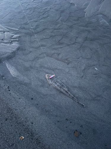 マゴチの釣果