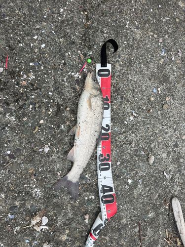 ウグイの釣果