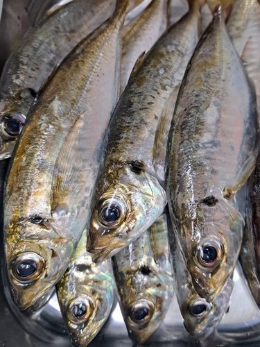 マアジの釣果
