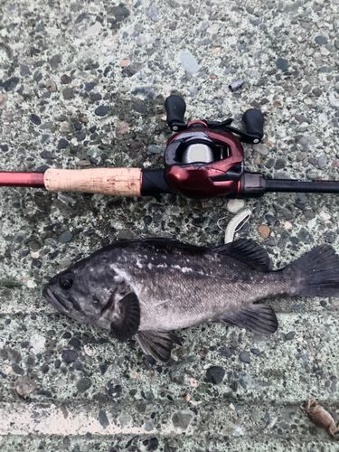 クロソイの釣果
