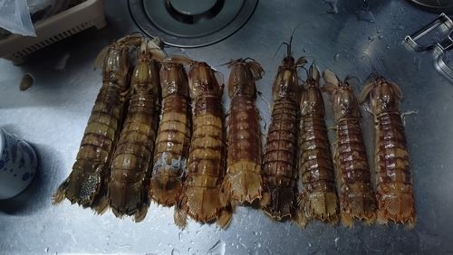 シャコの釣果