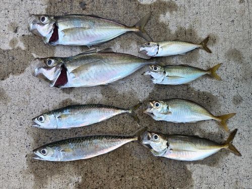 アジの釣果