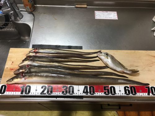 アナゴの釣果