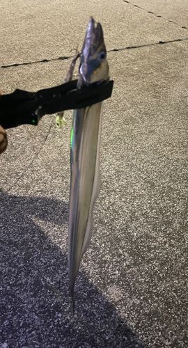 タチウオの釣果