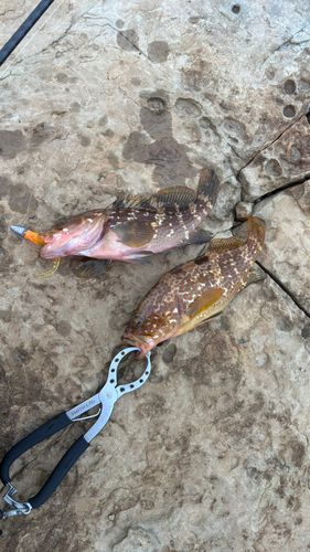 キジハタの釣果
