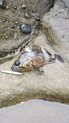 ムラソイの釣果