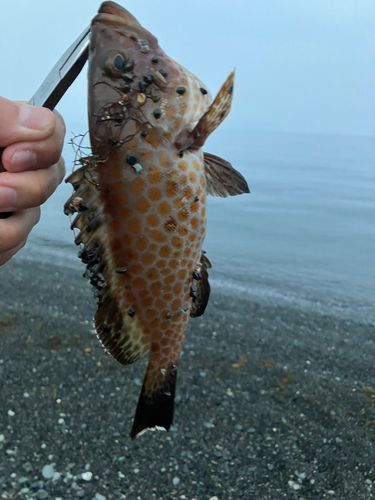 オオモンハタの釣果