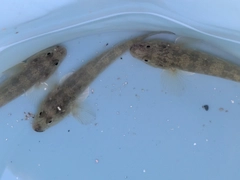 マハゼの釣果