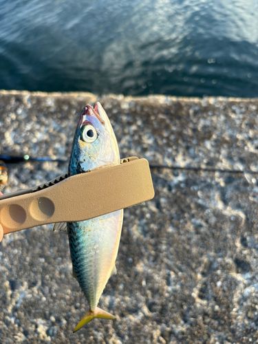 サバの釣果