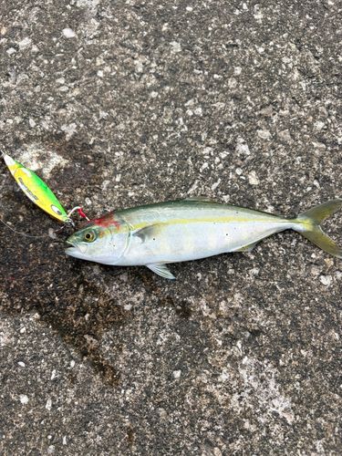 ワカシの釣果