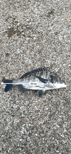クロダイの釣果