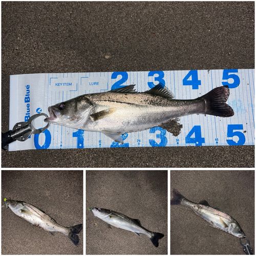 シーバスの釣果