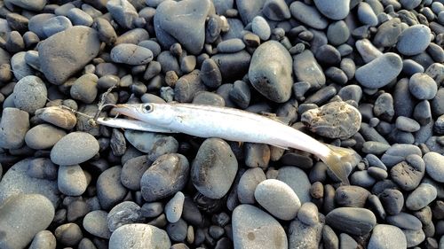 カマスの釣果