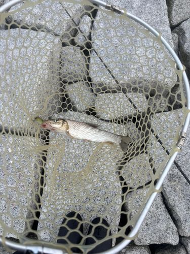 ニゴイの釣果