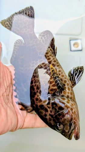 オオモンハタの釣果
