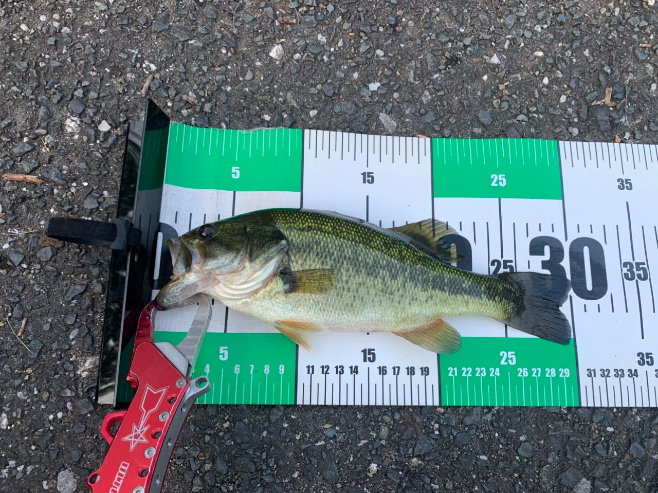 DAIWA 18ハートランド 671LFS-18の最安値・インプレ・釣果 | 本音の