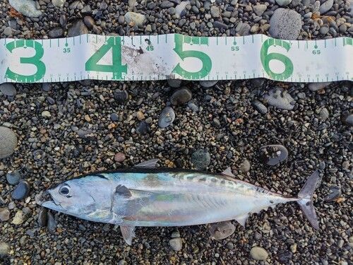 マルソウダの釣果
