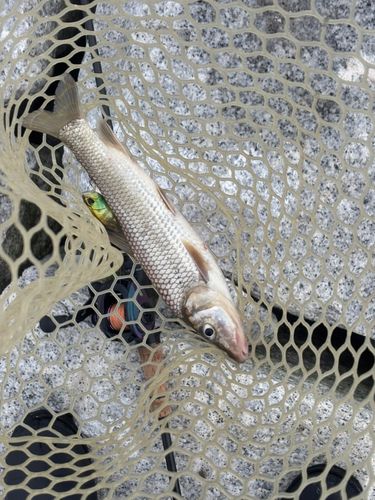 ニゴイの釣果