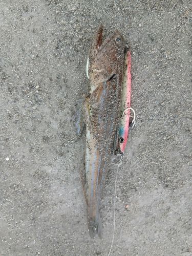 エソの釣果