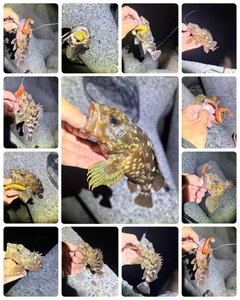 カサゴの釣果