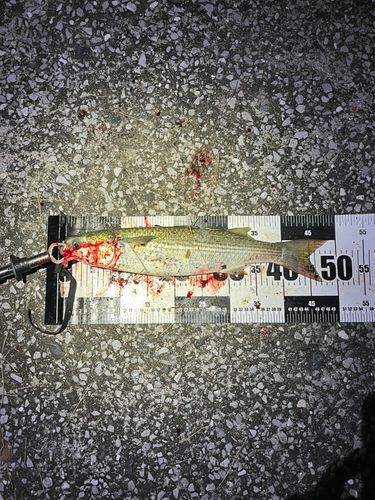 ボラの釣果