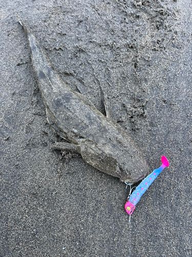 マゴチの釣果
