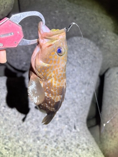 キジハタの釣果