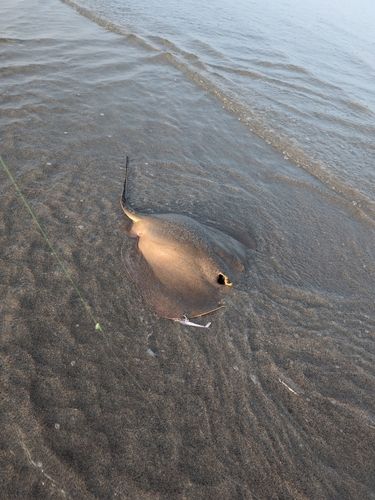 アカエイの釣果